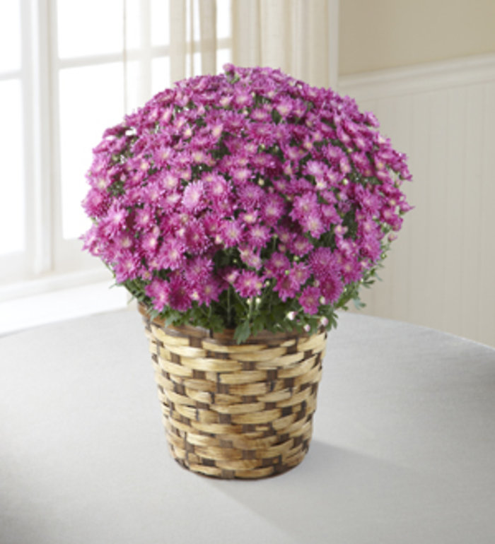 Devotion™ Pink Mum