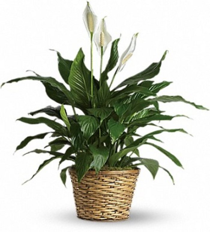 Simply Elegant Spathiphyllum