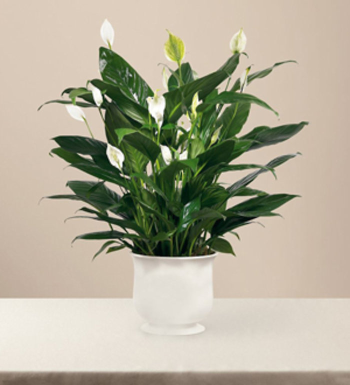 Comfort Planter