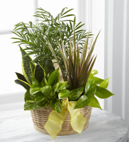 Plants